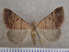 Dichromodes orectis