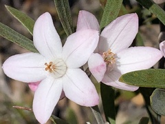Eriostemon australasius