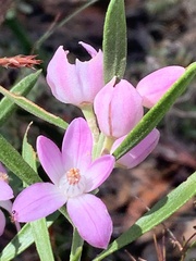 Eriostemon australasius