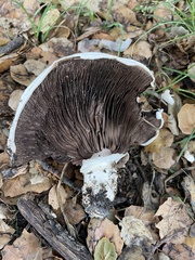 Agaricus bernardii