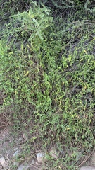 Funastrum heterophyllum