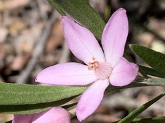 Eriostemon australasius
