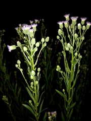 Erigeron acris podolicus