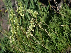 Pedicularis contorta