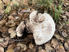 Agaricus bernardii