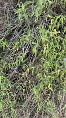 Funastrum heterophyllum