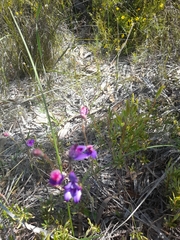 Elythranthera brunonis