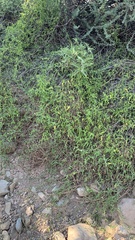 Funastrum heterophyllum