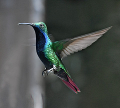 Anthracothorax nigricollis