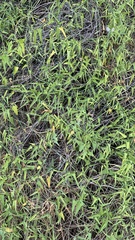 Funastrum heterophyllum