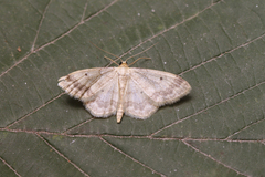 Idaea biselata