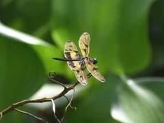 Rhyothemis variegata