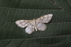 Idaea moniliata