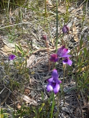 Elythranthera brunonis