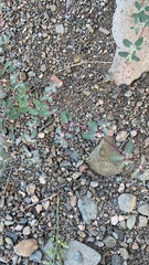 Euphorbia pediculifera