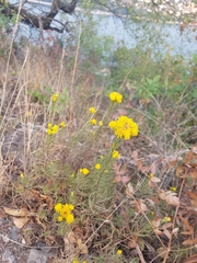 Galatella linosyris
