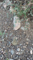Euphorbia pediculifera