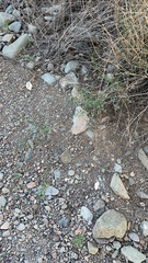 Euphorbia pediculifera