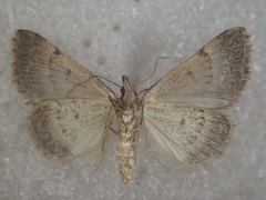 Dichromodes orectis