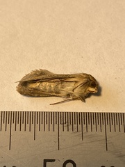 Noctuinae