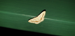 Idaea iodesma