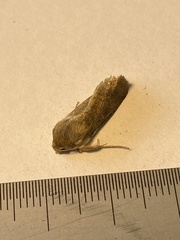 Noctuinae