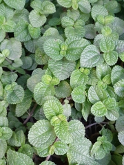 Pilea nummulariifolia