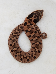 Heterodon platirhinos