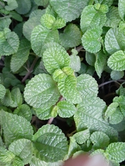 Pilea nummulariifolia