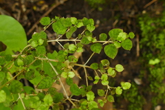Coprosma areolata