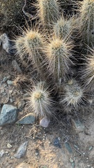 Echinocereus engelmannii engelmannii