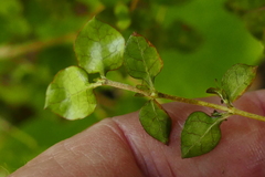 Coprosma areolata