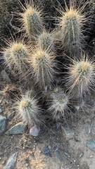 Echinocereus engelmannii engelmannii