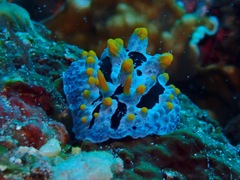Phyllidia coelestis