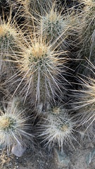 Echinocereus engelmannii engelmannii