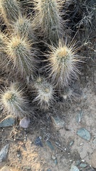 Echinocereus engelmannii engelmannii