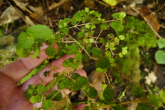 Coprosma areolata