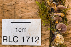 Deconica
