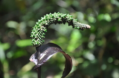 Anthurium kirkdukeorum