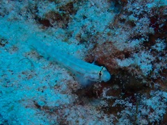 Gnatholepis cauerensis