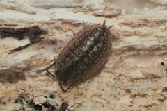 Porcellio monticola
