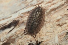 Porcellio monticola