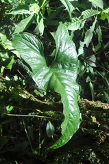 Anthurium kirkdukeorum