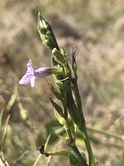 Asystasia gangetica