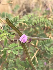 Tephrosia purpurea