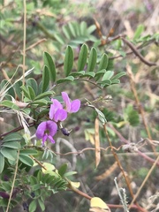 Tephrosia purpurea
