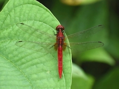 Rhodothemis rufa