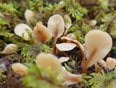 Spathulariopsis velutipes