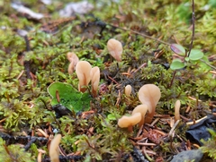 Spathulariopsis velutipes