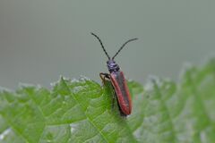 Omalisus fontisbellaquei